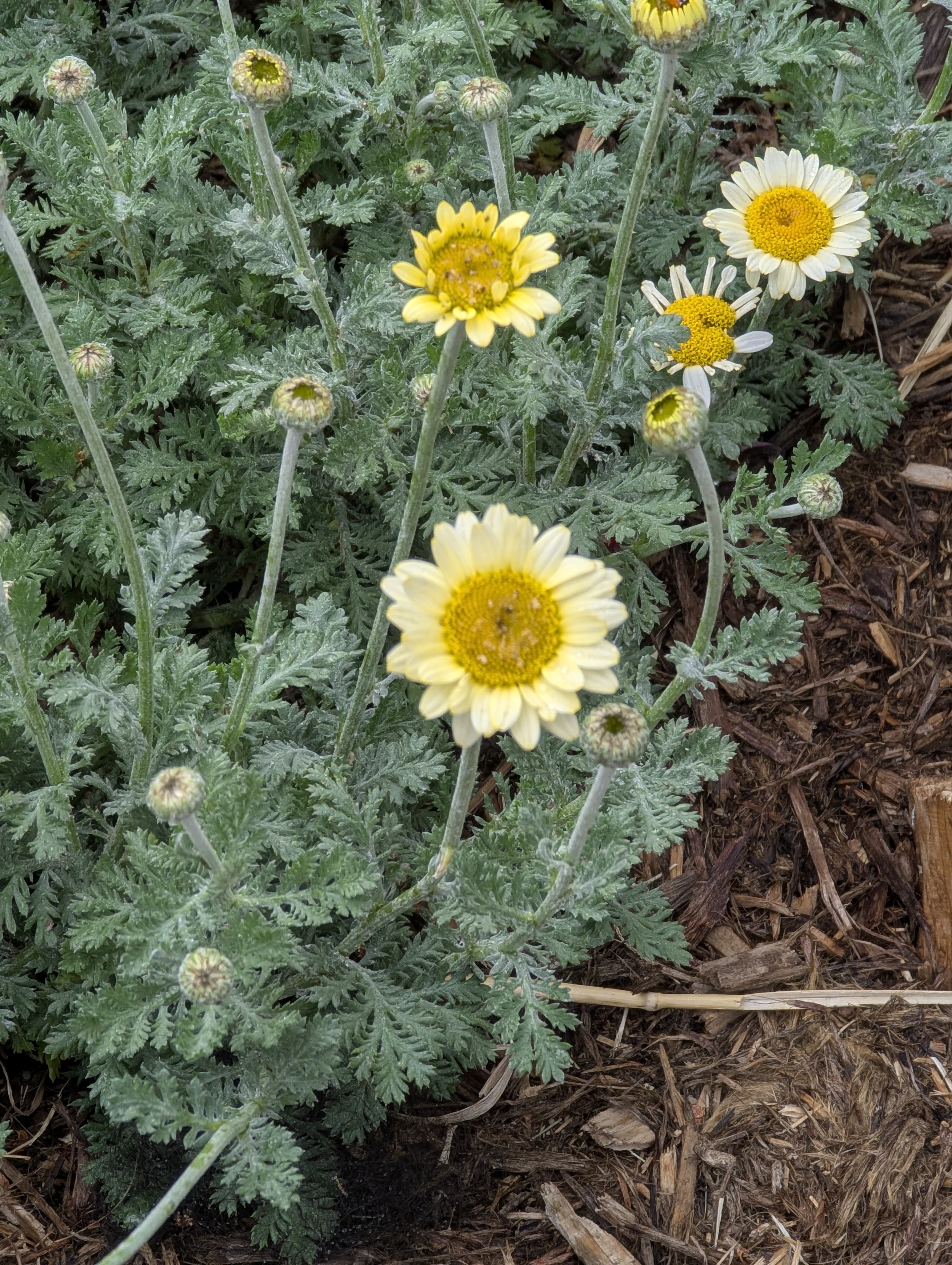 daisies, Morrison, Colorado